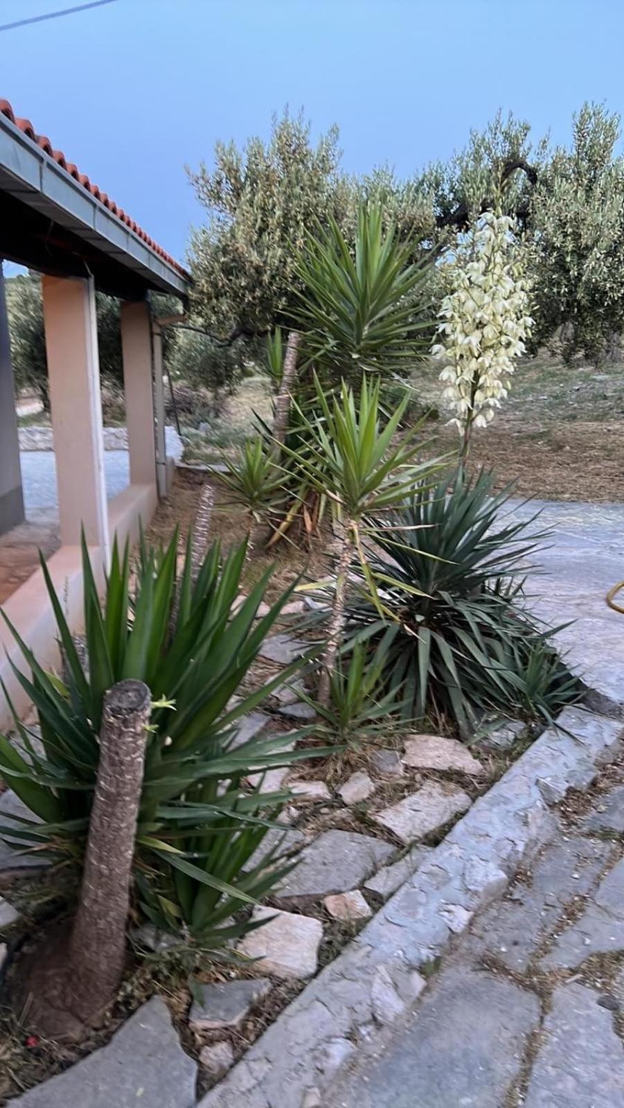 Maslina House Villa Sutivan Bagian luar foto